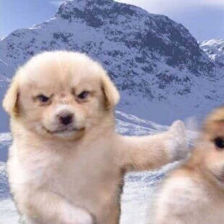 有那种憨憨的情侣头像吗