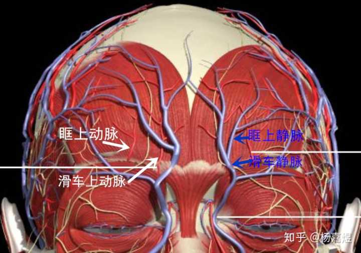 为什么和张伟丽比赛后乔安娜的脸变形那么厉害