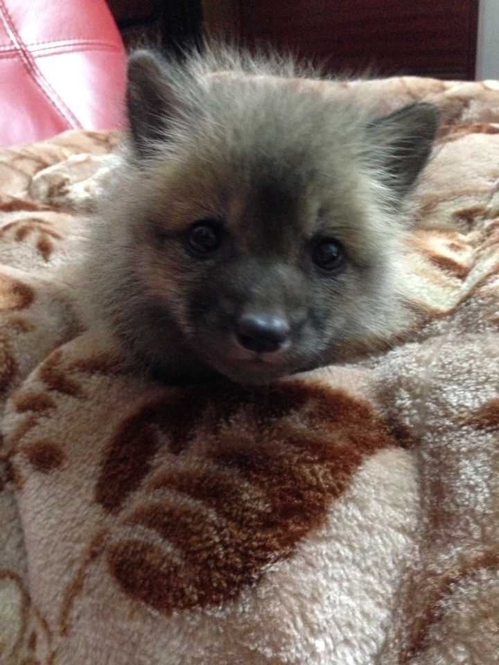 赤狐(fire属于这种,黑狐其实也算作赤狐,因为毛色变异所以就成了黑狐