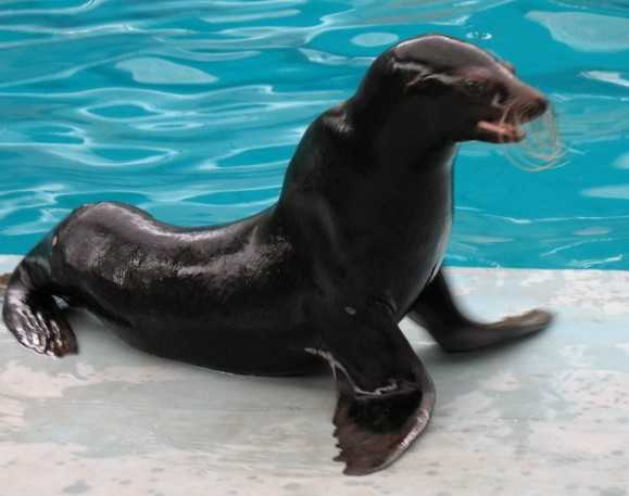 怎樣辨別海豹,海獅,海象,海牛和海狗等等帶「海」字的動物?