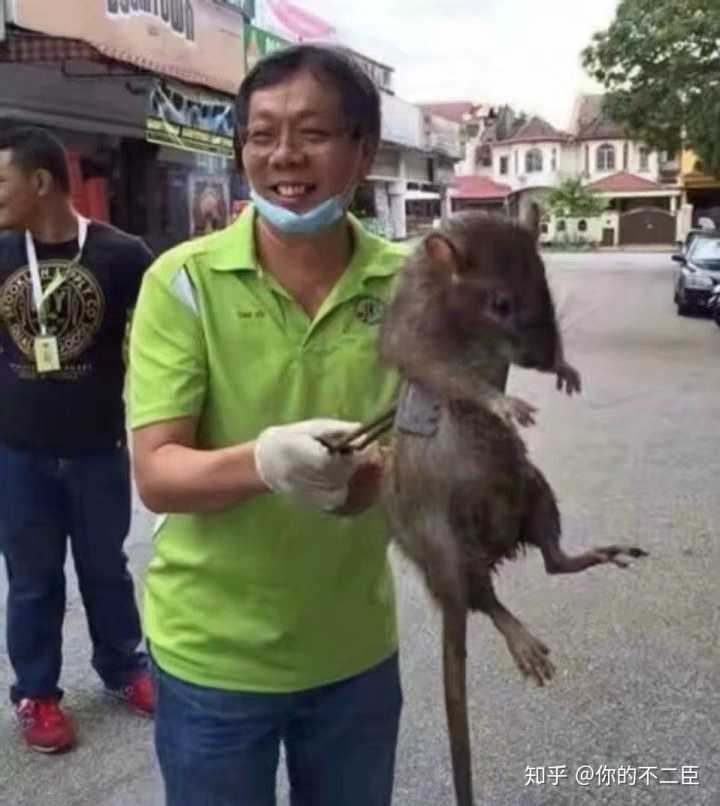 中国老鼠最大有多大图片