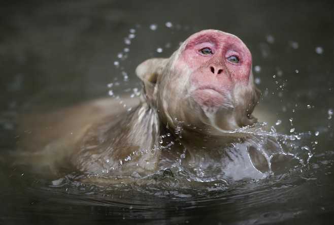 的猿猴开始分化,其中一支变成了早期的海洋直立人:即所谓的海猿