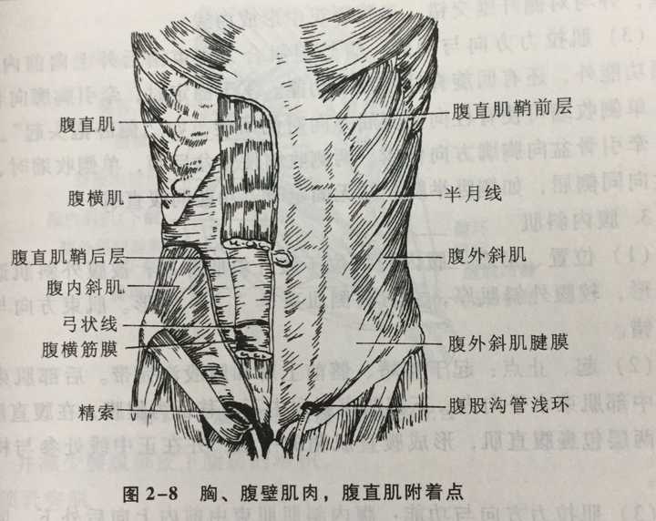 小腿,那么大腿的脂肪会被                    腿骨直肌也会增强长大