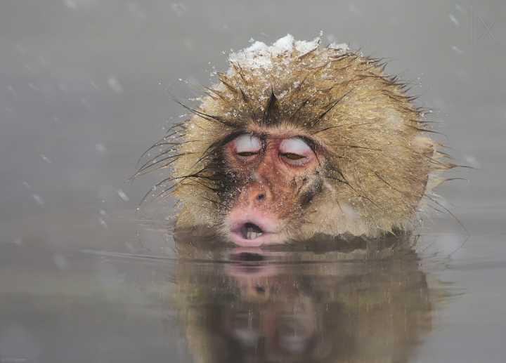 下雪天,泡温泉是怎么样的体验?