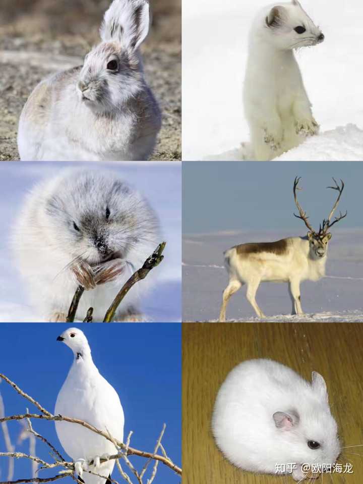 换毛过冬的动物图片