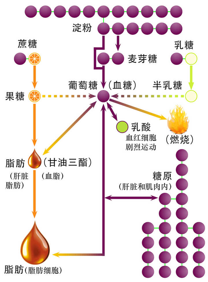 乳酸计算公式图片