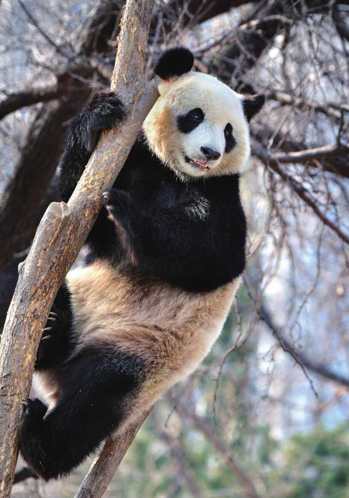 中国为什么会选择熊猫作为国宝呢?