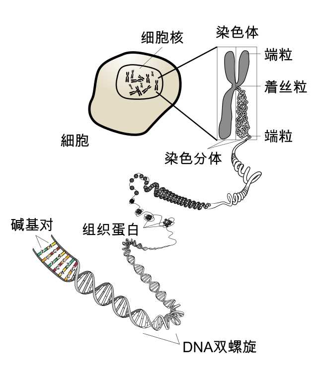 基因染色体蛋白质dnarna之间的关系是什么