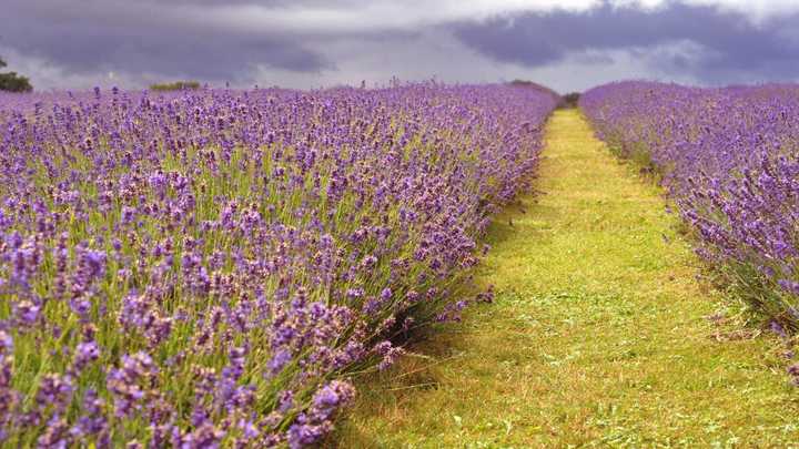 有哪些适合家庭种植的食用香草