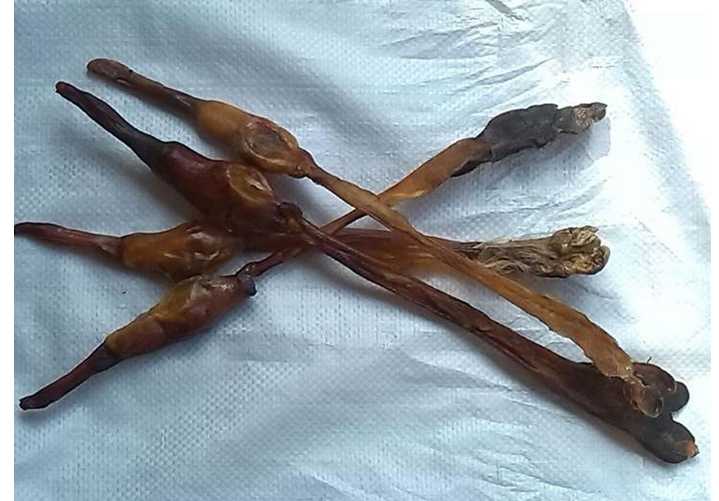 狗交配会出现拔不出来的现象这种流行说法是真实的吗