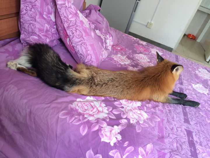 养只狐狸是一种怎样的体验?