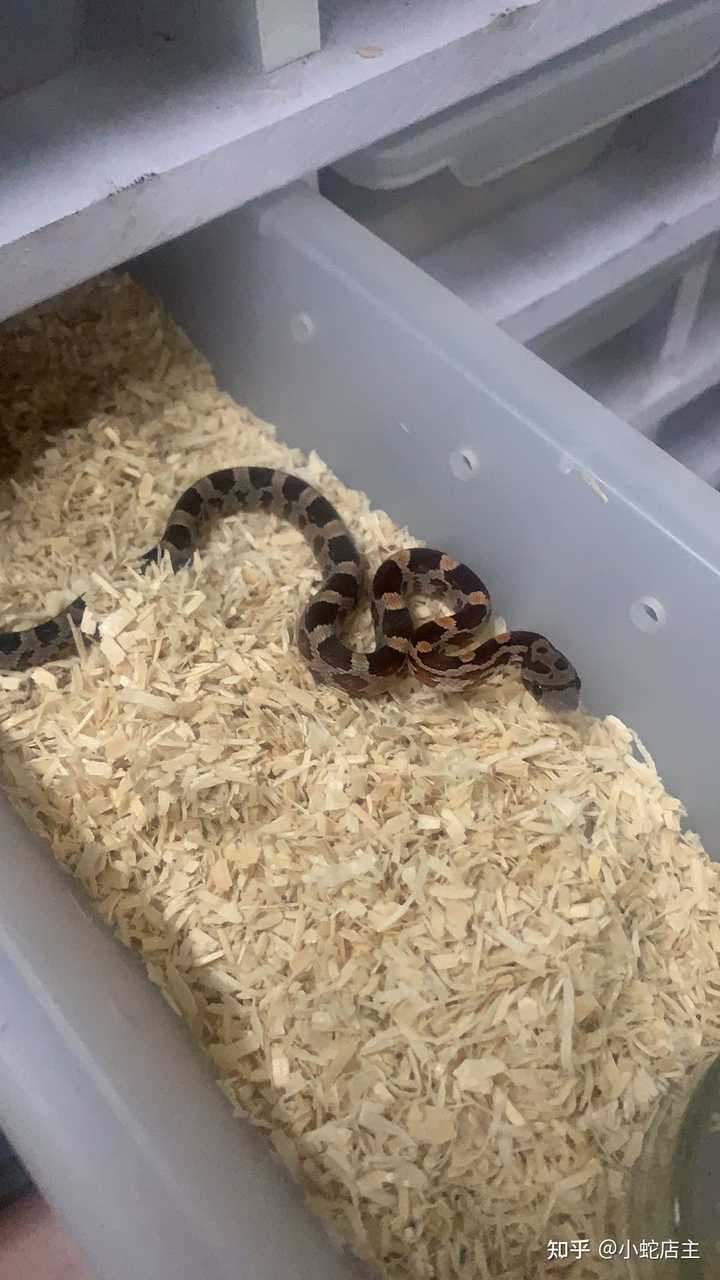 宠物蛇!  因为从小就想养  我只是个平平无奇的卖蛇店主