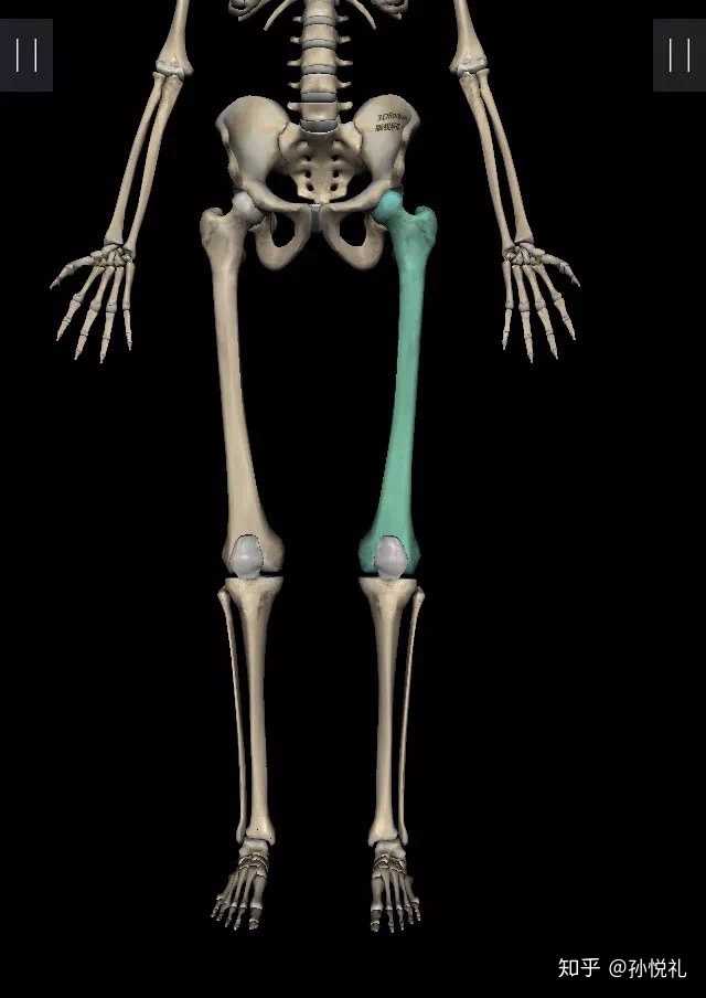 长骨的骨干很精简,没有太多骨松质,就是外部的骨皮质,就像水管一样