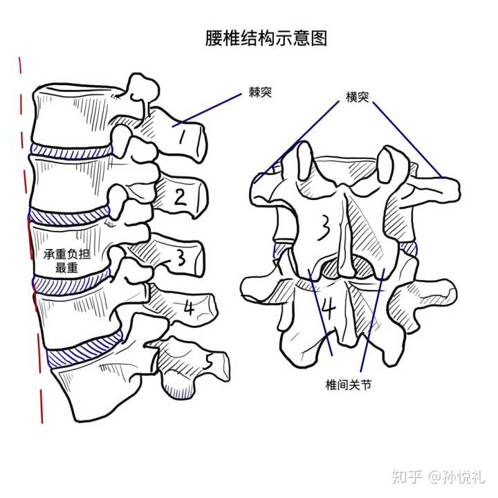 腰椎素描图图片