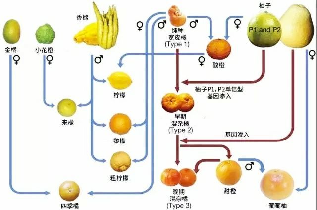 来个柑橘家族亲缘图给大家认识认识