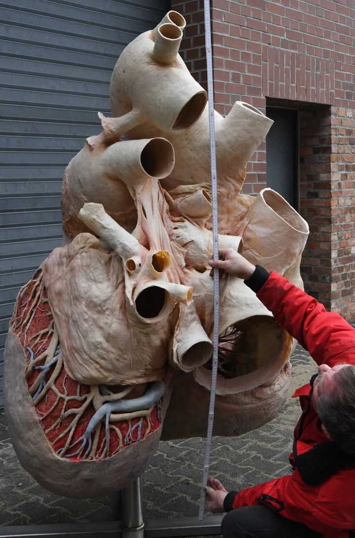 正常情况下鲸的心脏是一分钟只跳9次吗