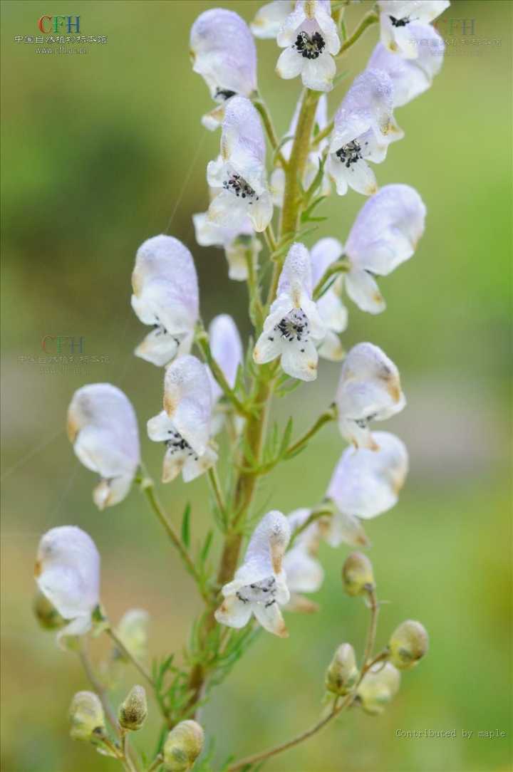 图为雪上一支蒿,还蛮漂亮的.但是含剧毒.