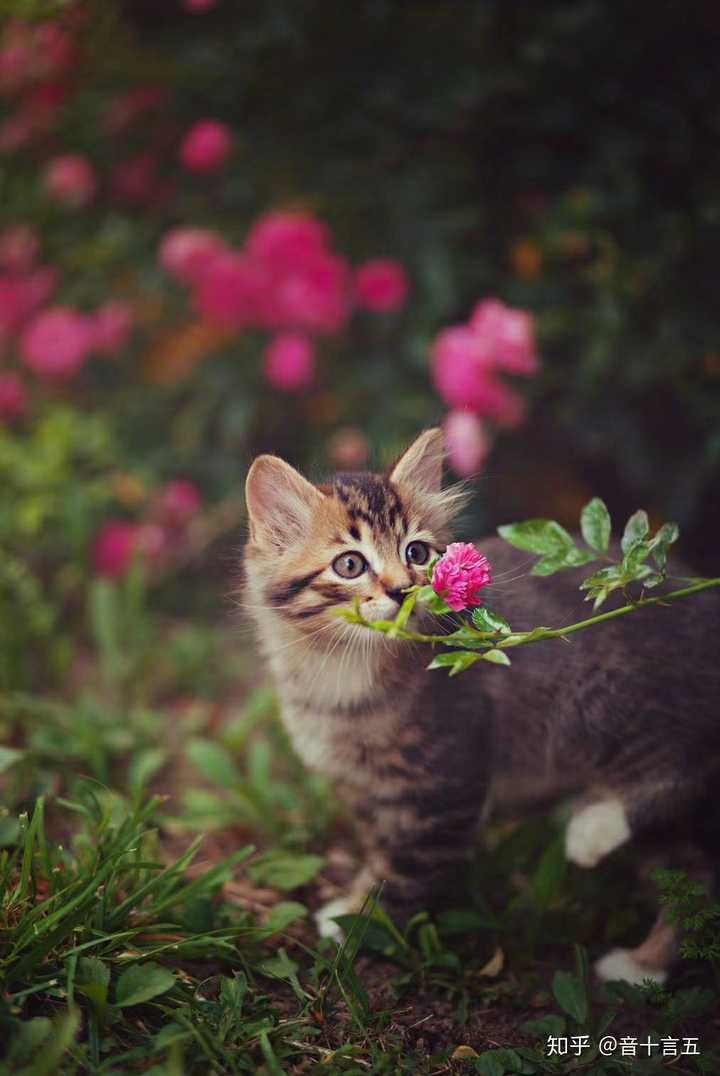 我心中有猛虎细嗅蔷薇,什么意思?