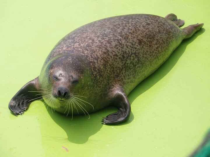 怎樣辨別海豹,海獅,海象,海牛和海狗等等帶「海」字的動物?