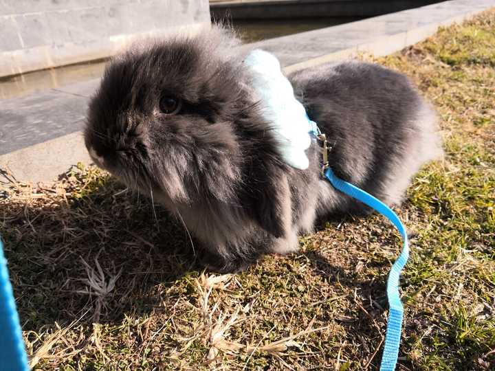 兔子不停的在脫毛啊家裡到處飛一模一大把的脫到底該怎麼辦啊求大家給