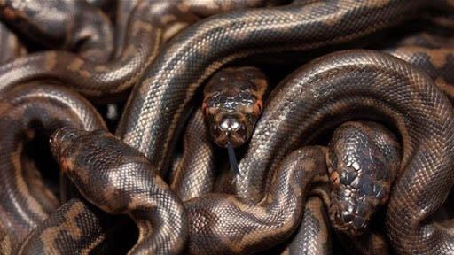 加上蛇条状的造型,一旦缠在一起你很难数清这么一坨到底有几只蛇