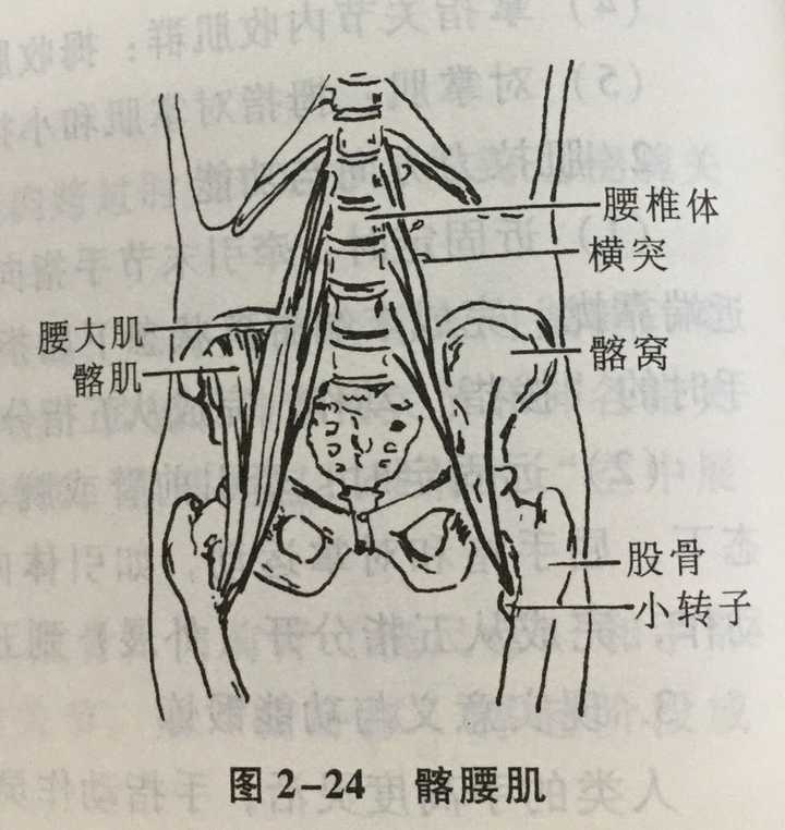 屈髋关节的主要肌群包括髂(qià)腰肌,骨直肌等,髂腰肌位于盆腔内壁
